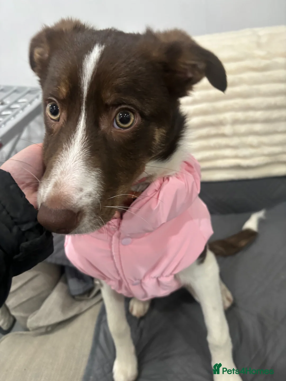 Border Collie dogs for sale: 9 month old border collie pup  in Bedworth - Advert 4