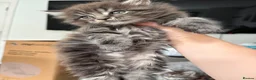 Maine Coon cats for sale: Female Maine coon kittens in Belfast - Advert 1