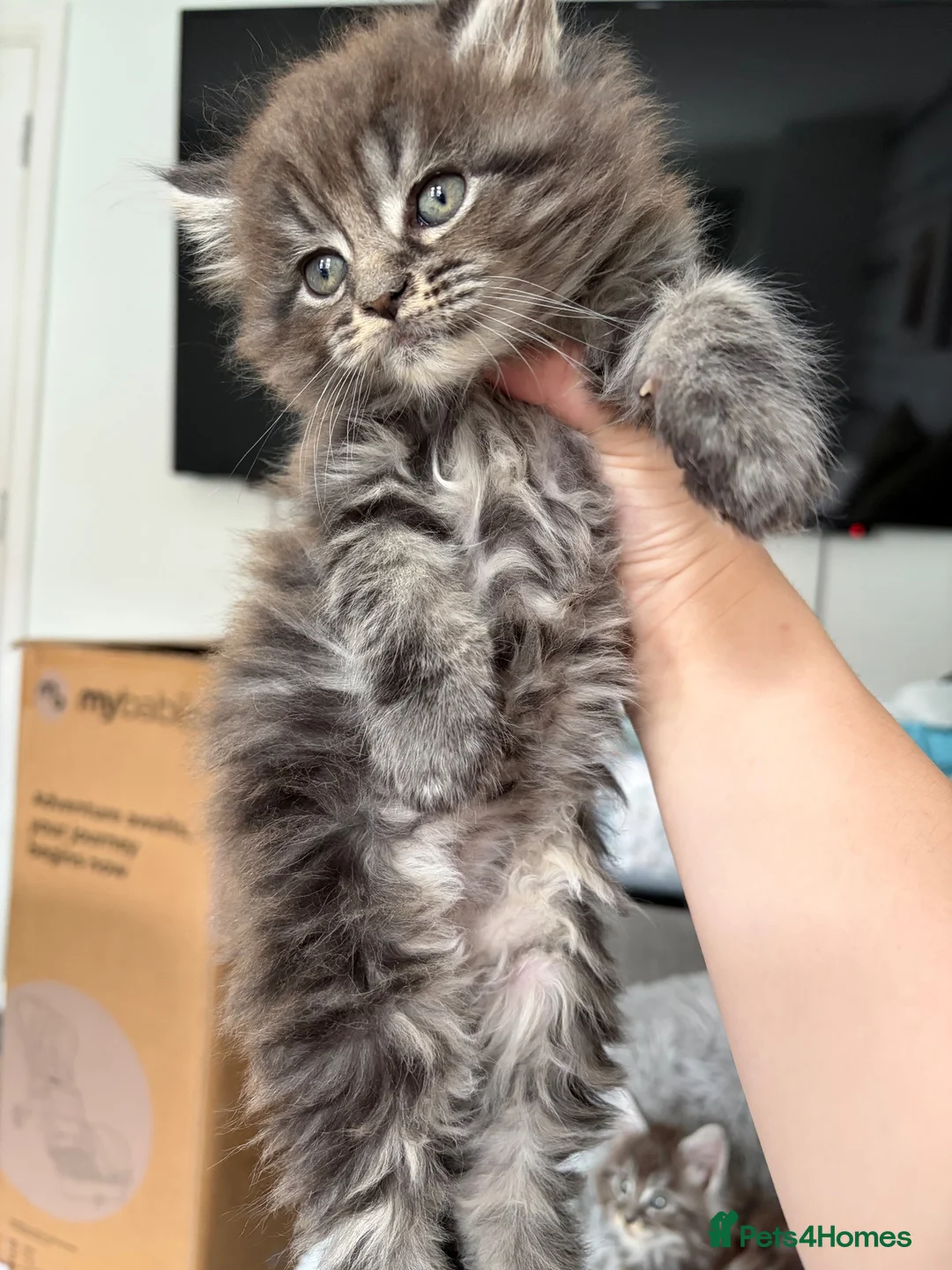 Maine Coon cats for sale: Female Maine coon kittens in Belfast - Advert 1