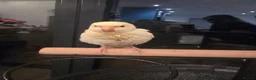 Parakeets birds for sale: Kakariki babies  - Advert 6