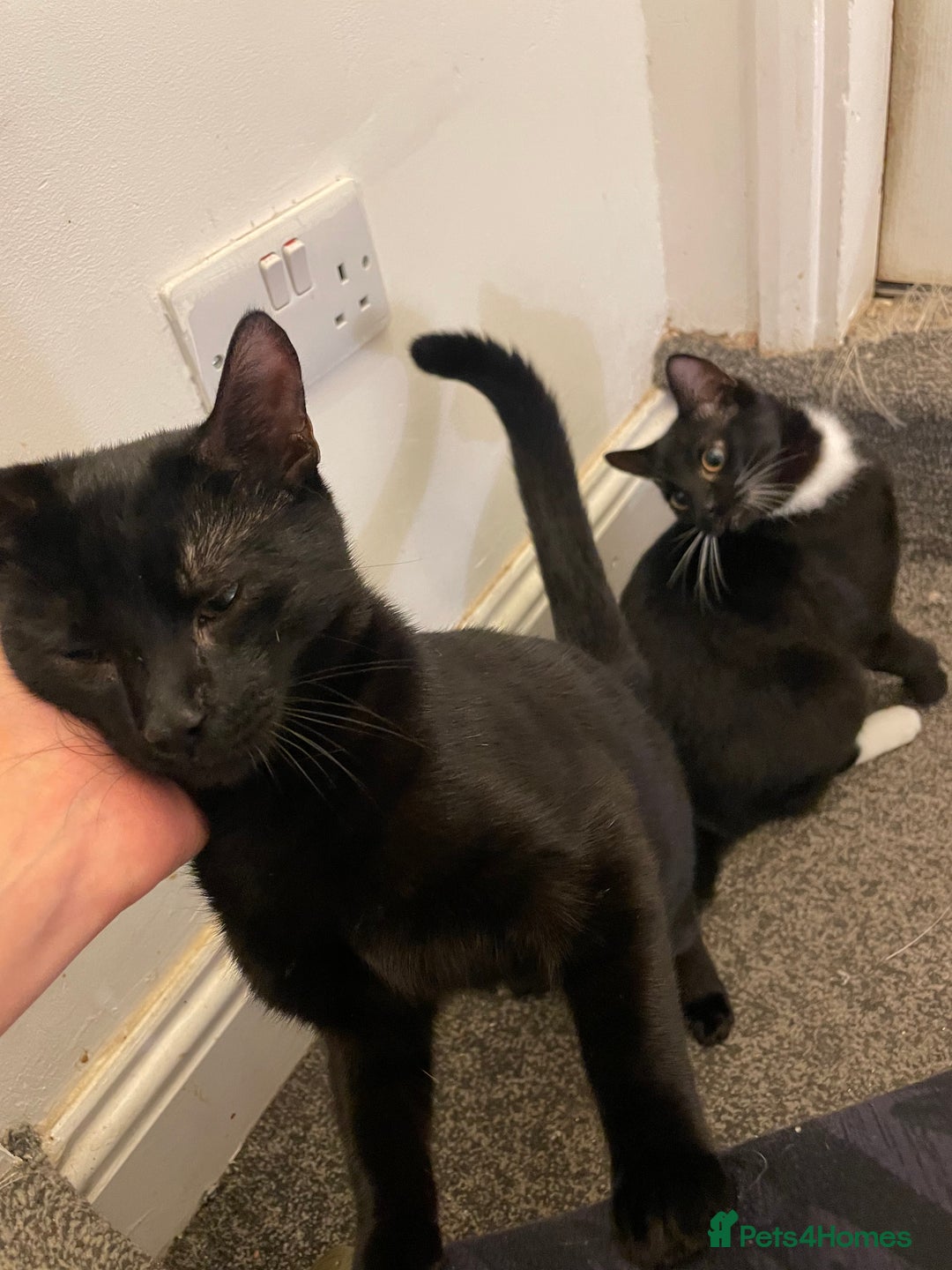 Mixed Breed cats for sale: *Free££* Beautiful brothers looking loving home - Advert 11