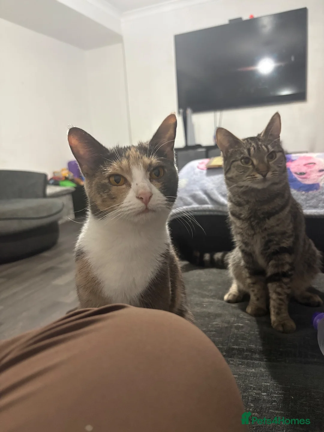 Mixed Breed cats for sale: 2 tabby girls  - Advert 1