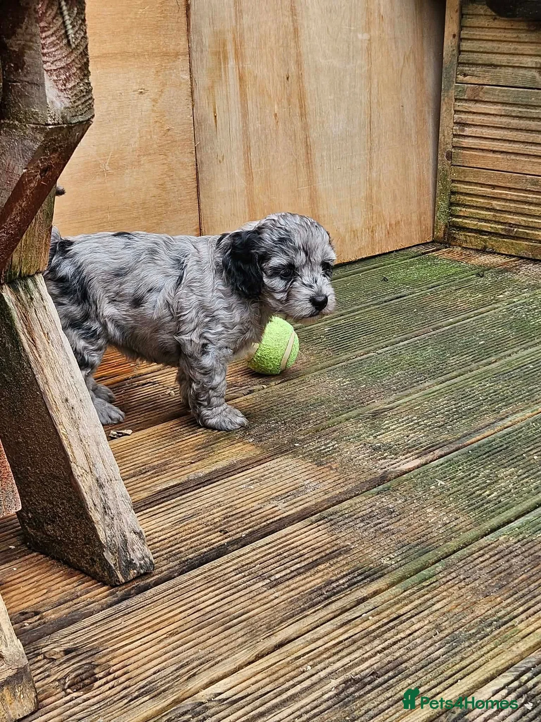 Cockapoo dogs for sale: Miniature Cockapoo - Advert 2