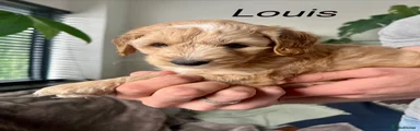 Louis
