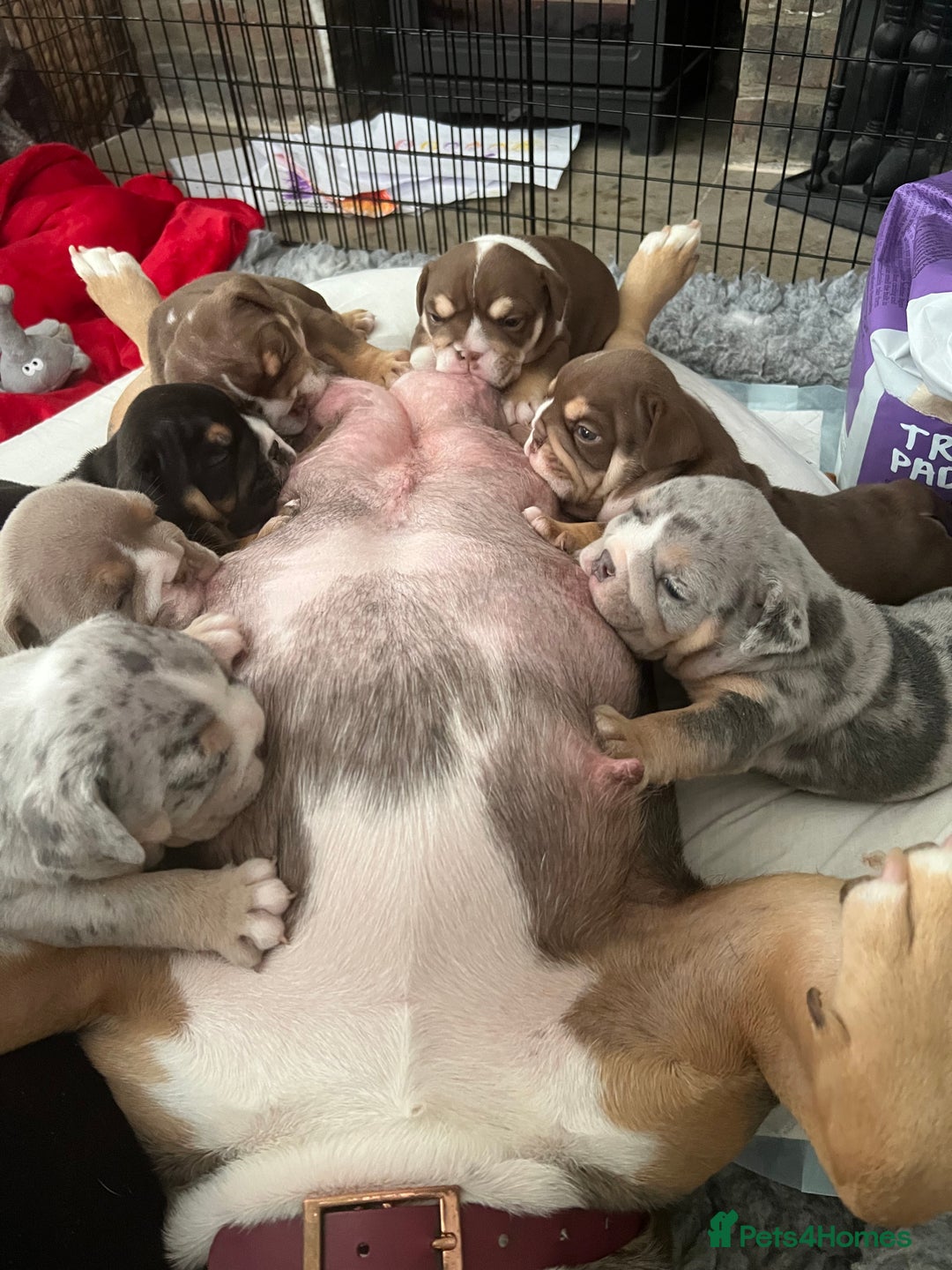 English Bulldog dogs for sale: Chunky English Bulldog Puppies  - Image 26