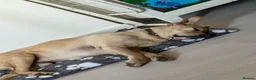 Goldador dogs for sale: Golden Labrador  - Advert 9