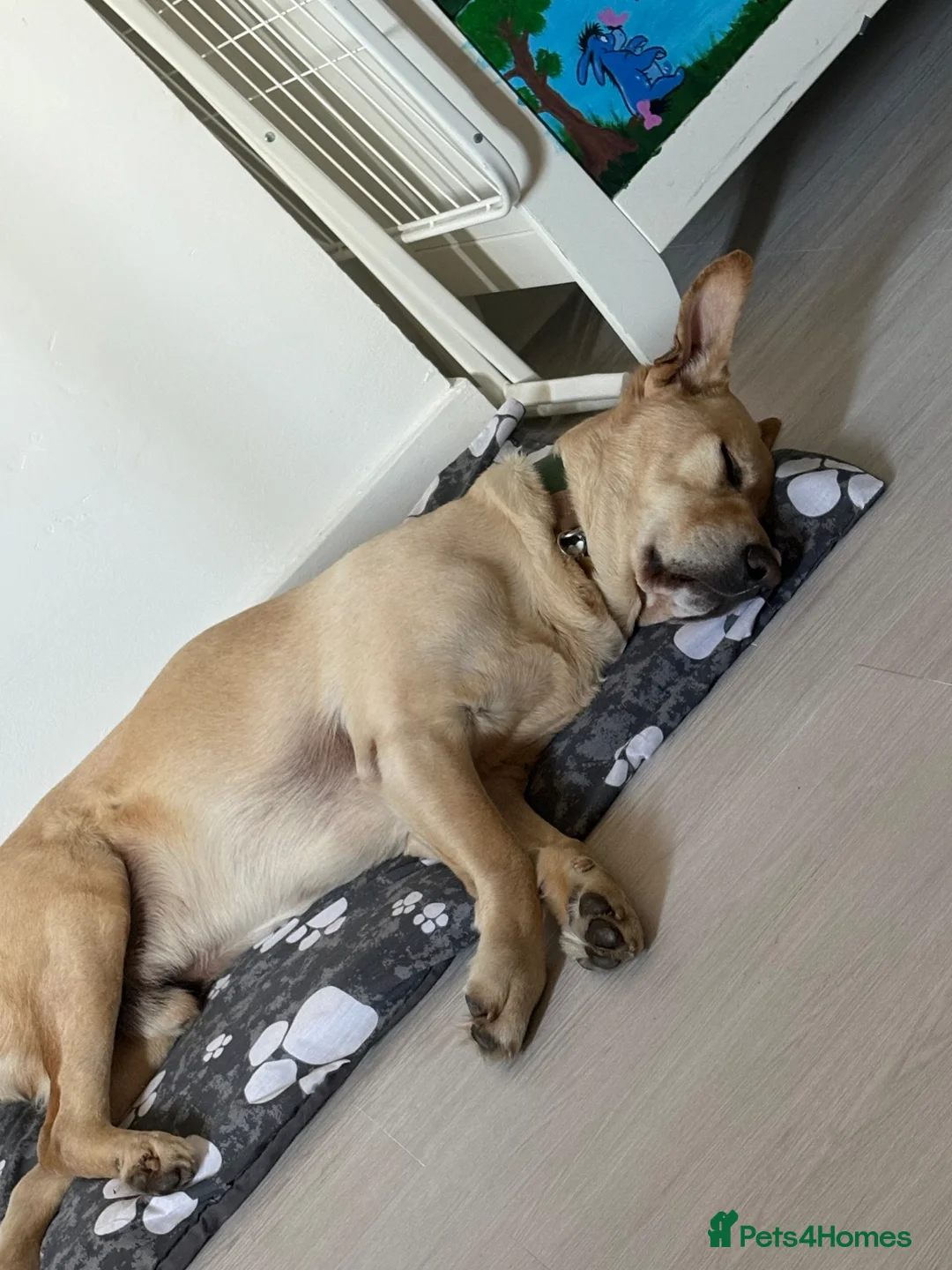 Goldador dogs for sale: Golden Labrador  - Advert 9