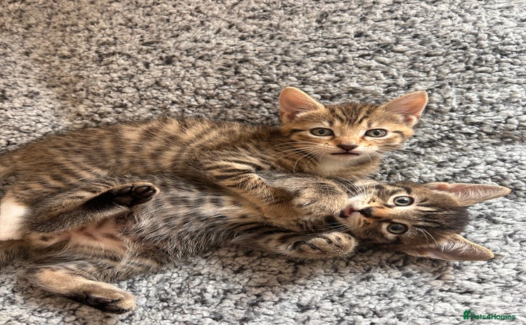 Mixed Breed cats - Advert 10