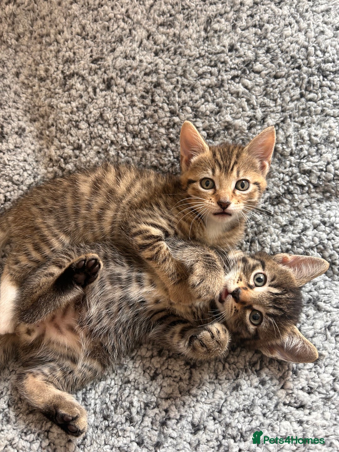 Mixed Breed cats for sale: Kittens ready to leave now  - Image 1