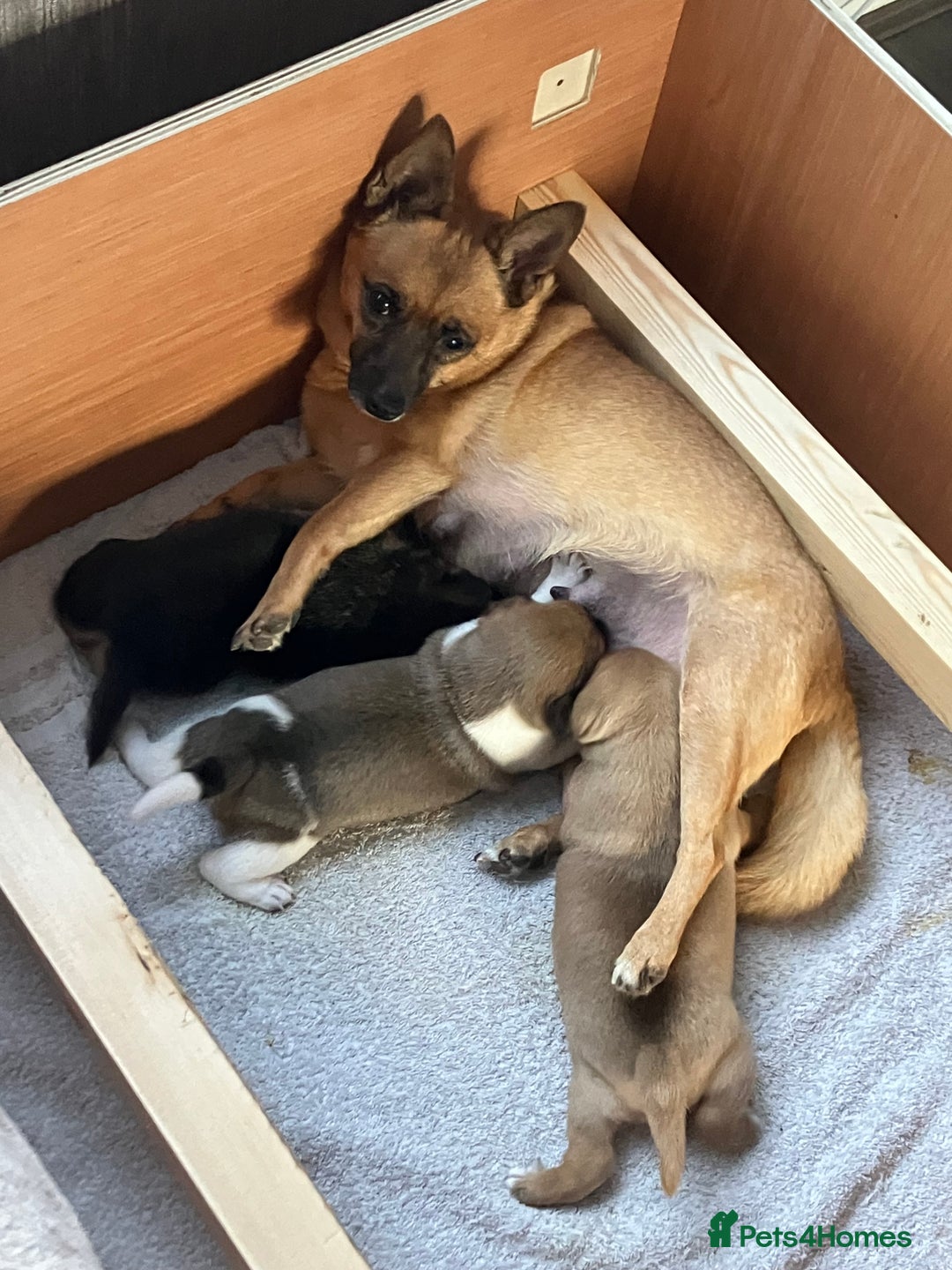 Jack Russell dogs for sale: Jack Russell girl puppies x2 - Advert 8