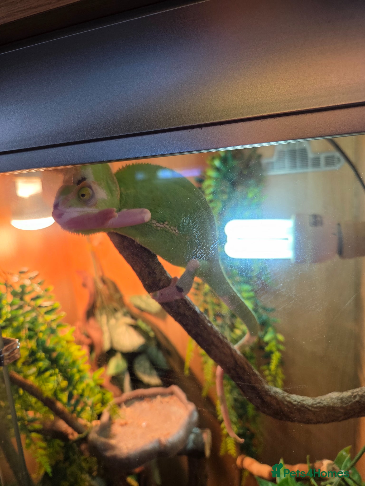 Chameleon reptiles Yellow veiled chameleon and full setup £150 - Advert 2