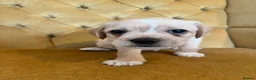 Mixed Breed dogs for sale: pugmation puppies in Chelmsford - Advert 3