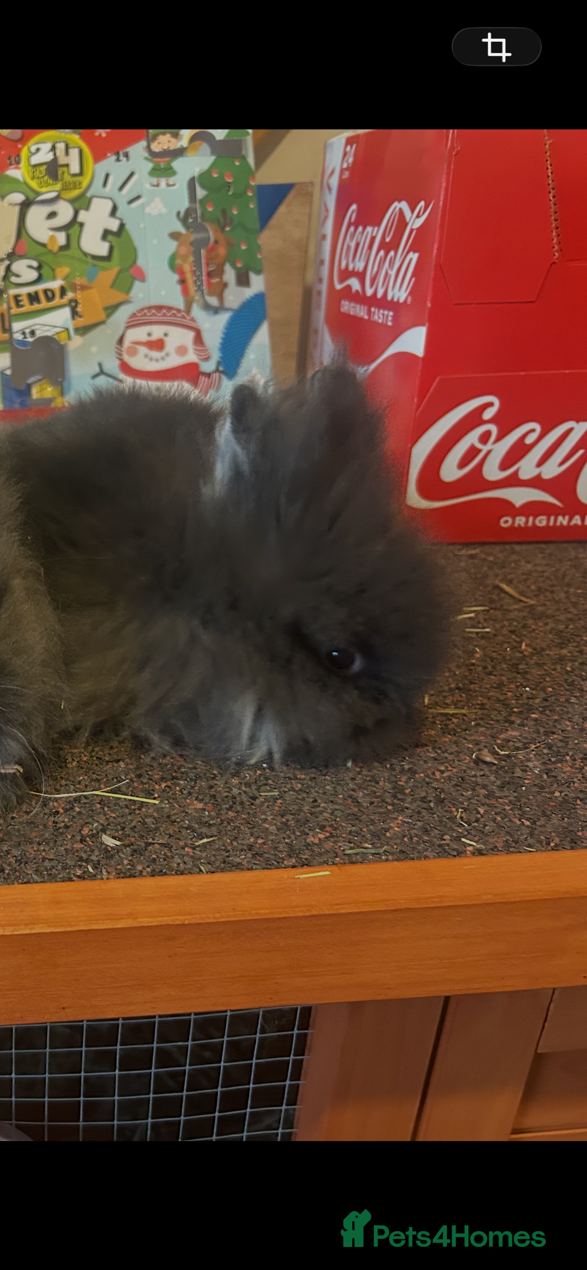 Lionhead rabbits 1 dark gray girl left   - Advert 14