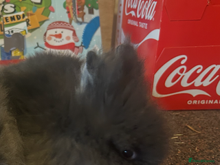 Lionhead rabbits 1 dark gray girl left - Advert 14