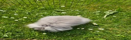 Lionhead rabbits for sale: Teddywidder doe in Swadlincote - Advert 3