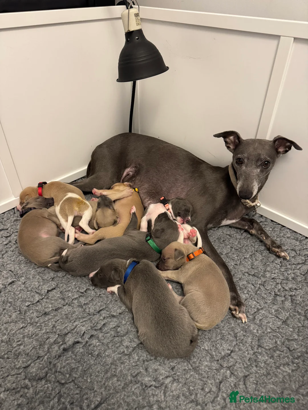 Whippet dogs for sale: Stunning Purebred Whippet Puppies - Ready 27th May - Advert 2