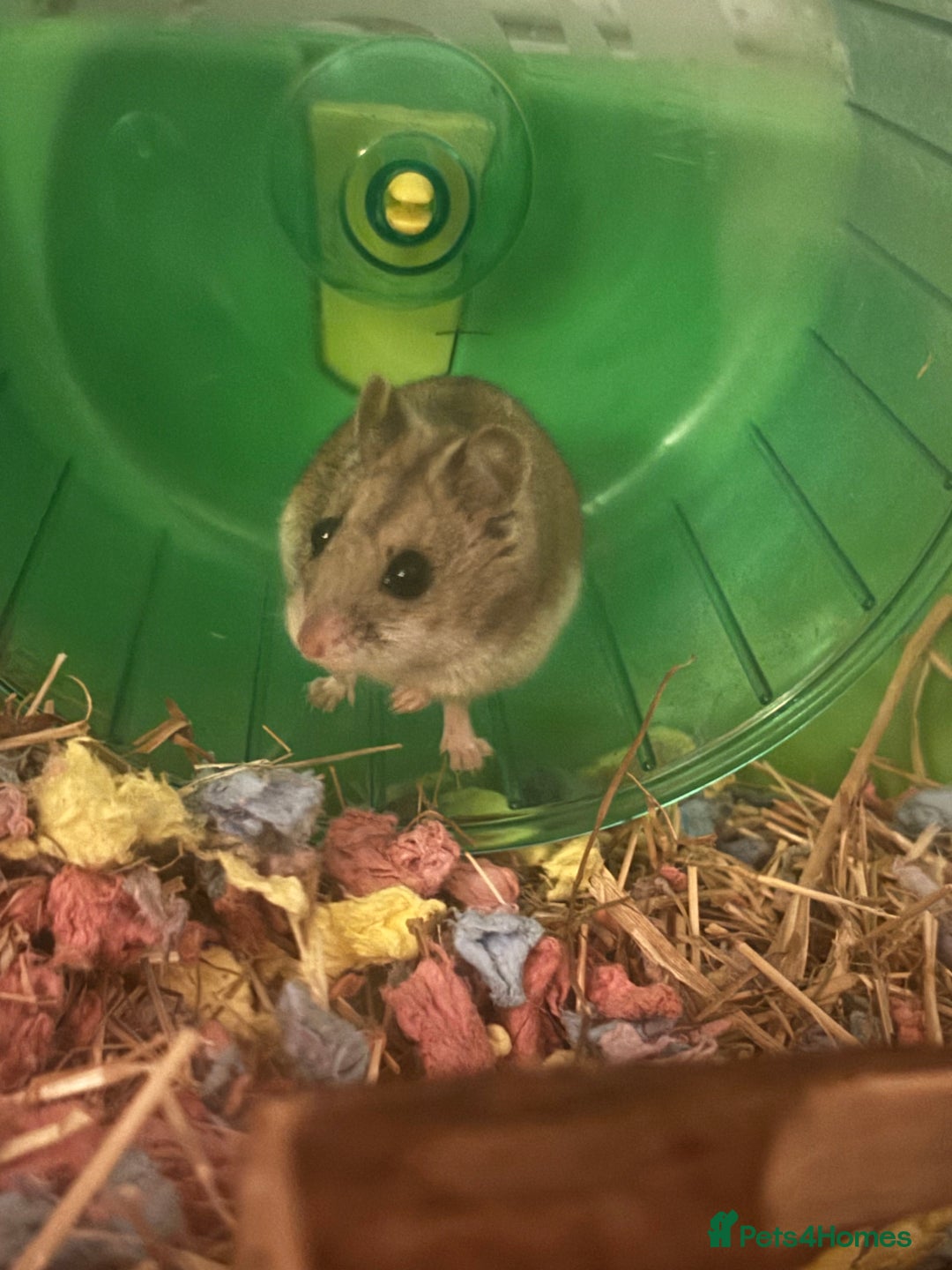 Hamster rodents for sale: Chinese Dwarf  - Image 2