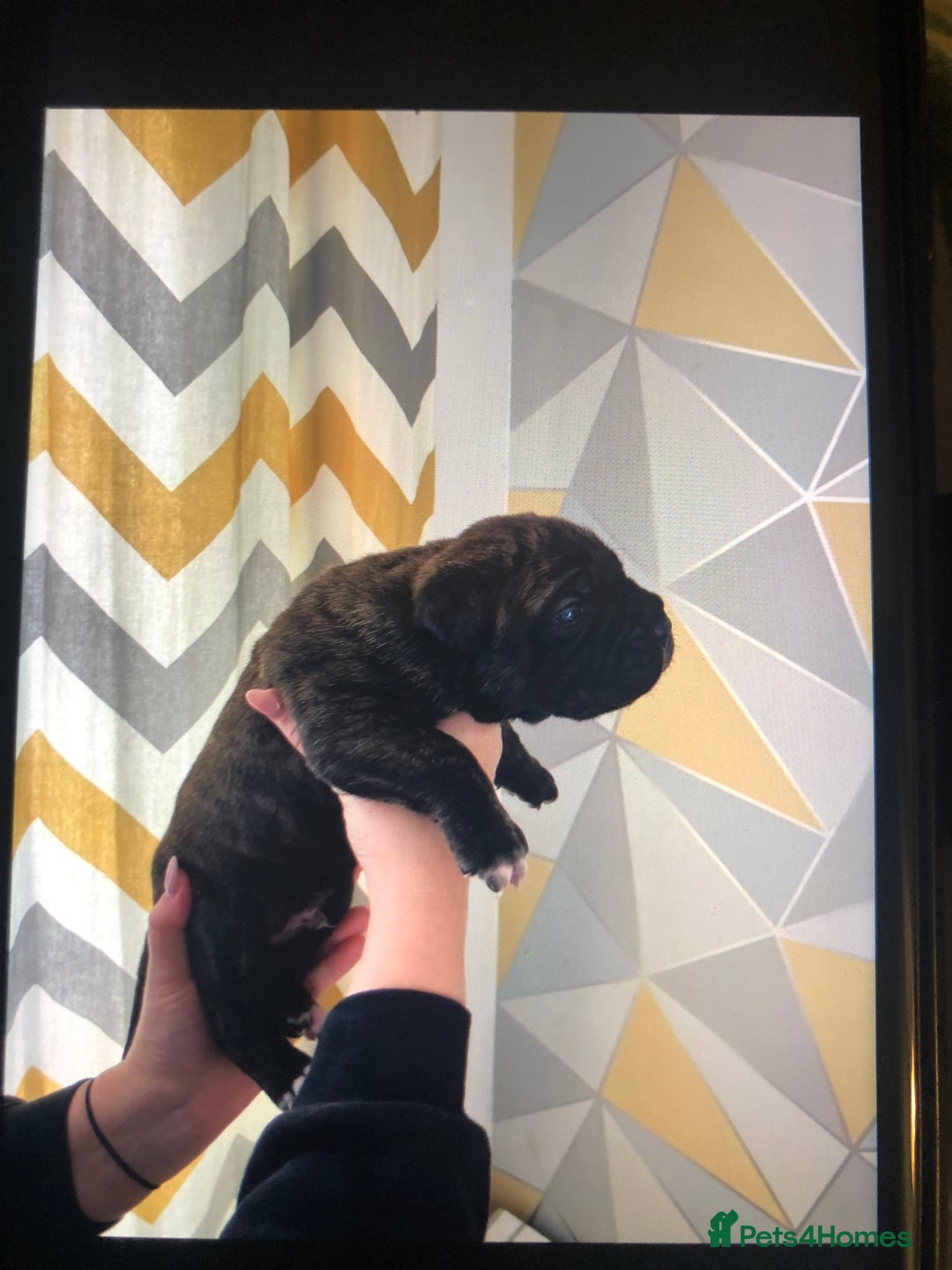 Cane Corso dogs for sale: Purebred Italian Cane Corso puppies - Advert 8