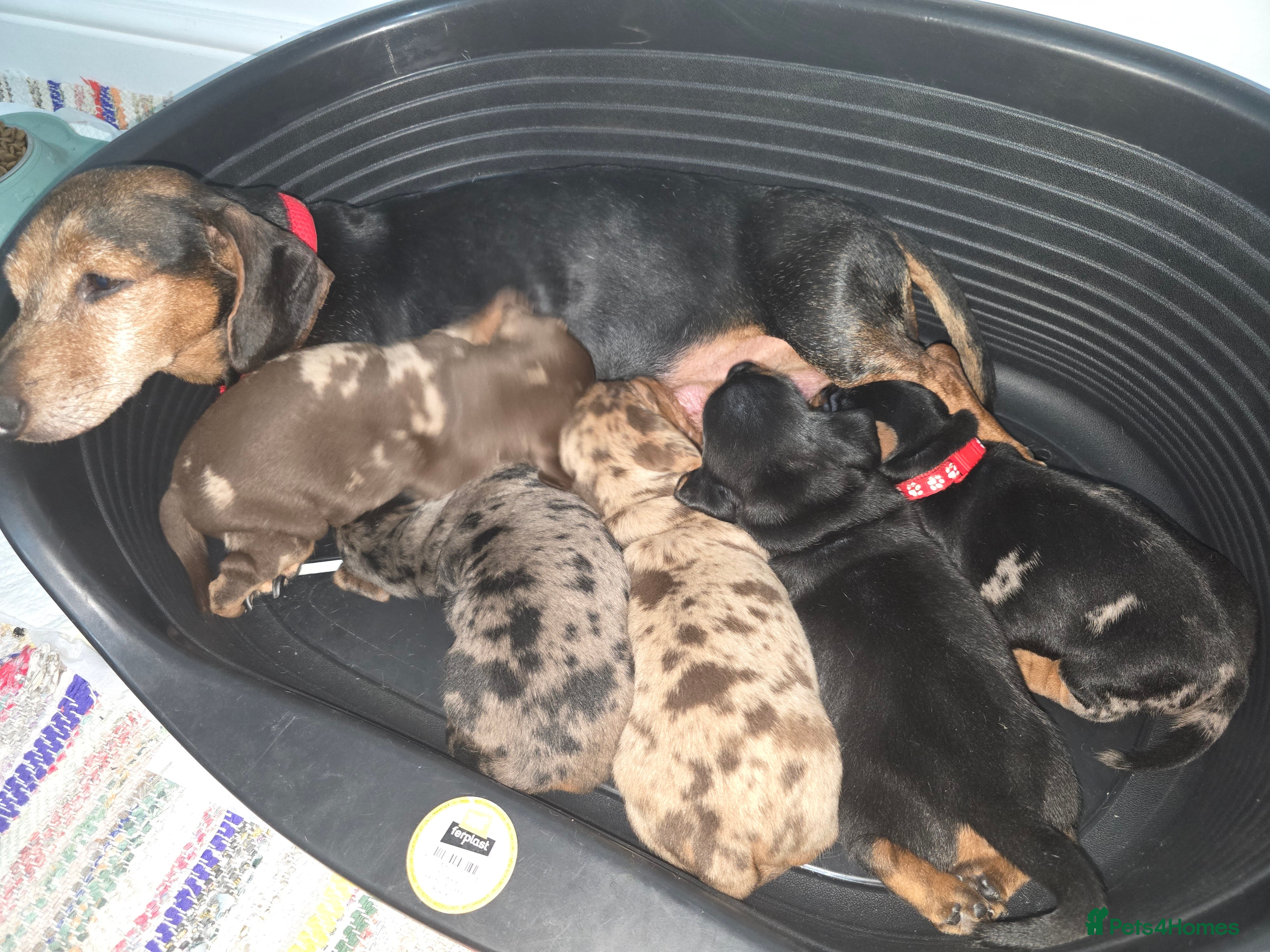 Miniature Dachshund dogs True to type kc dad home raised both parents here - Advert 10