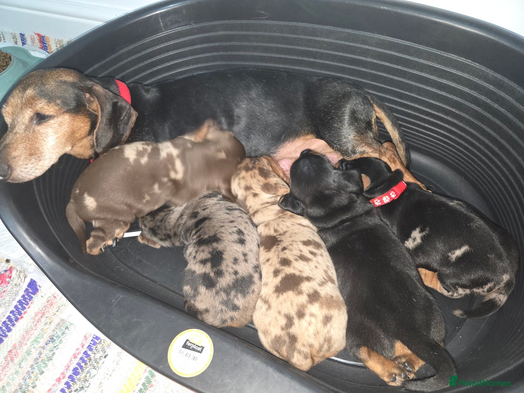 Miniature Dachshund dogs for sale: True to type kc dad home raised both parents here - Advert 1