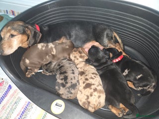 Miniature Dachshund dogs True to type kc dad home raised both parents here - Advert 6