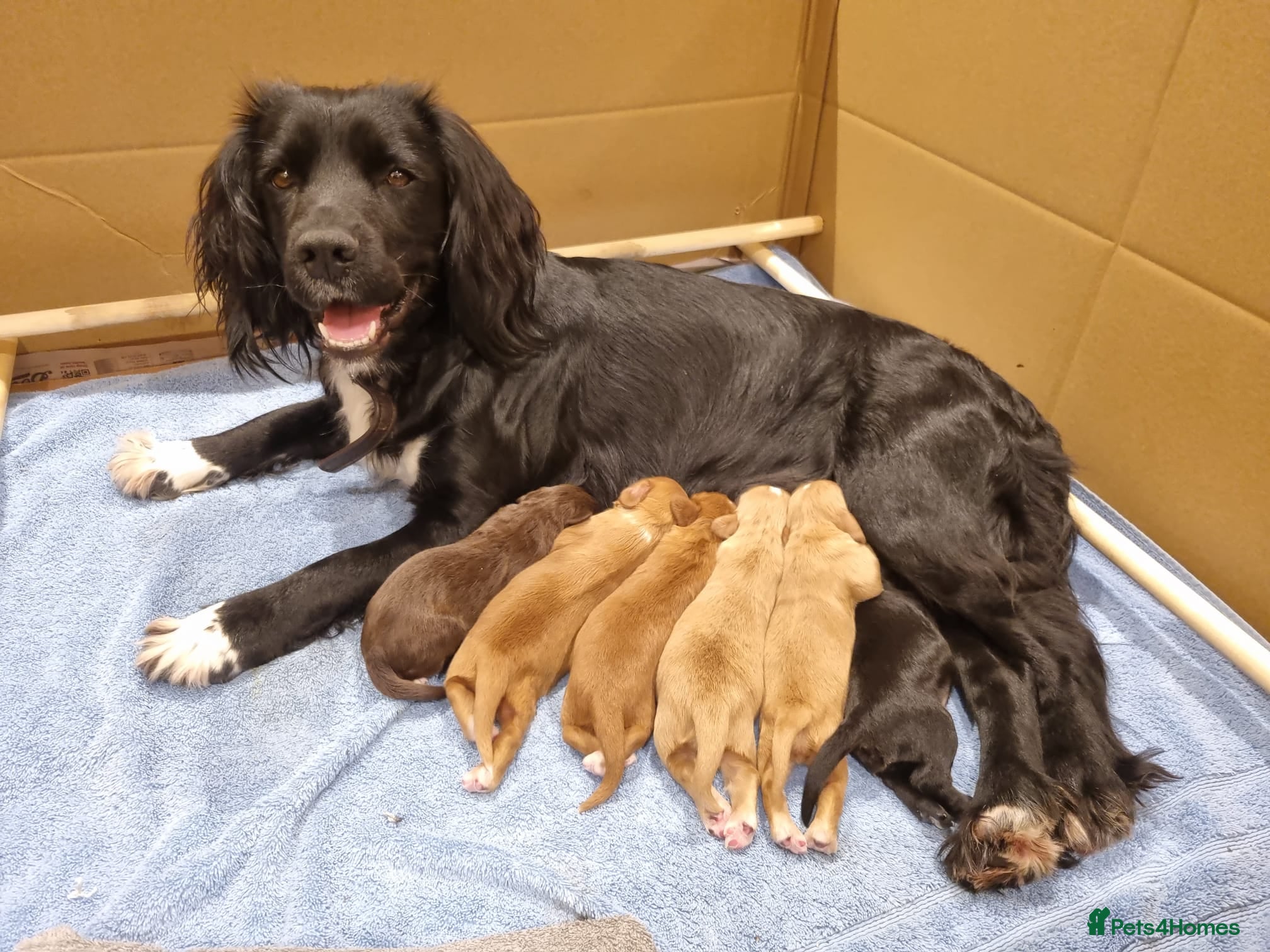 Cocker Spaniel dogs KC registered cocker spaniels from family home - Advert 1