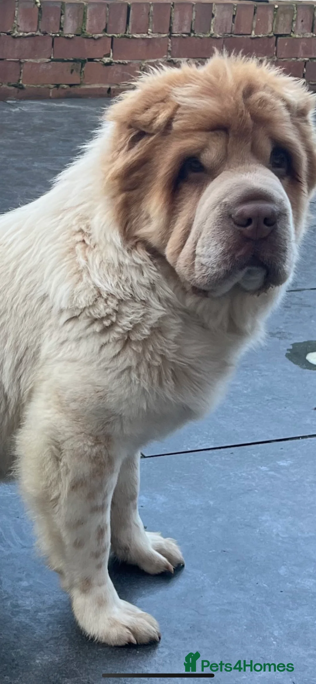 Shar Pei dogs for stud: lilac flower bear coat stud kc reg proven  in Sunderland - Advert 4