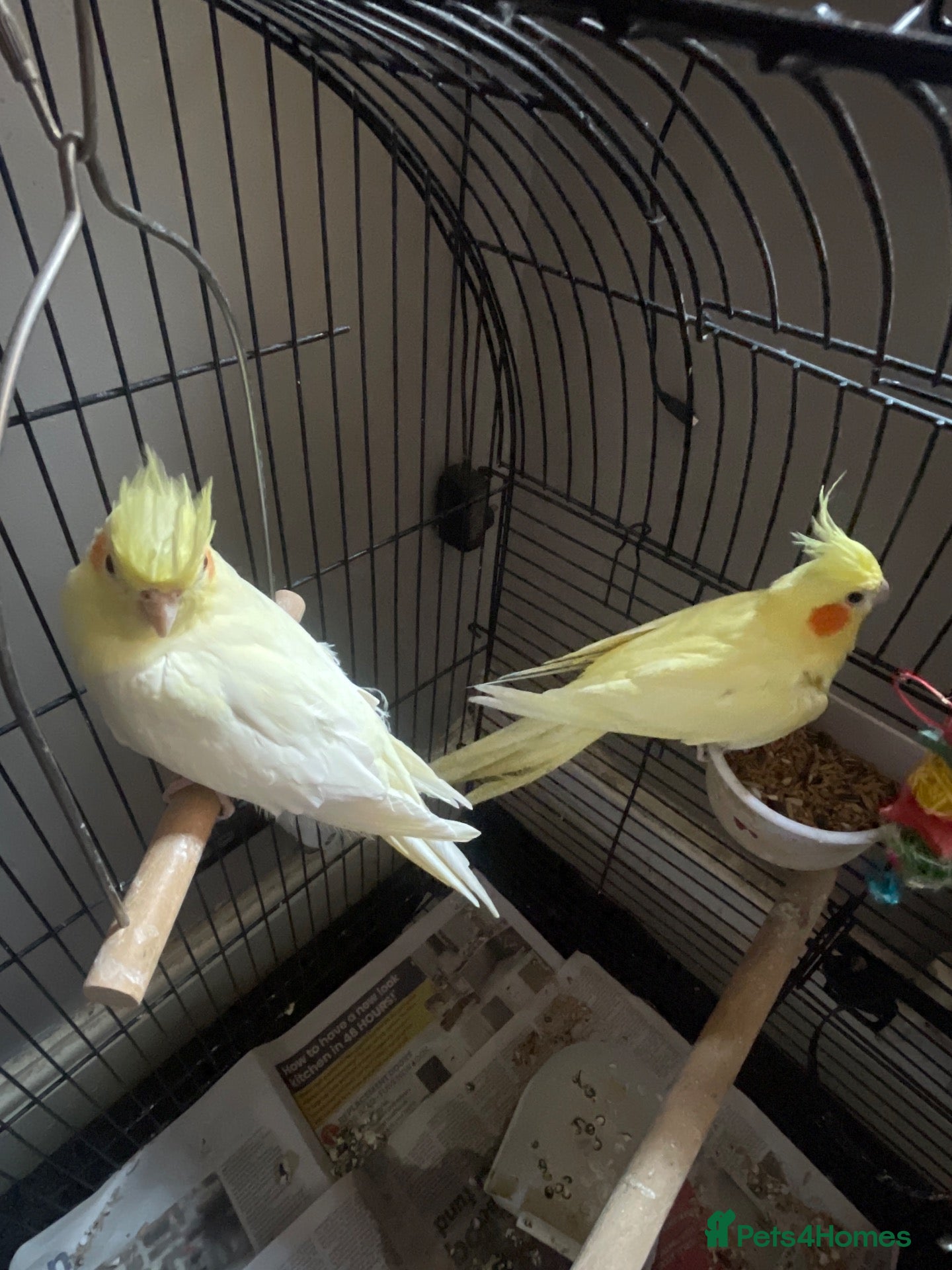 Cockatiels birds Cockatiels  - Advert 1