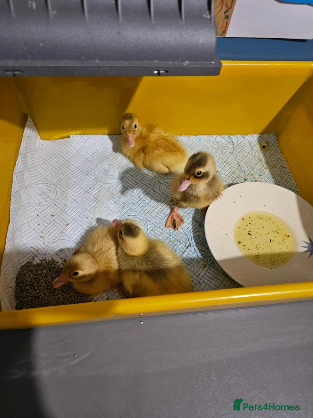 Ducks poultry for sale: Indian runner ducks - Advert 1