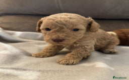 Labradoodle dogs for sale: Miniature Labradoodle puppies - Image 24