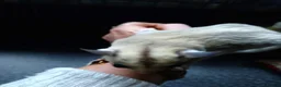 Sugar Glider rodents for sale: Adorable sugar gliders  - Advert 6