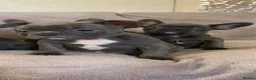 French Bulldog dogs for sale: QUALITY KC FRENCH BULLDOG PUPPIES  - Advert 6
