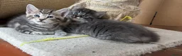 Ragdoll cats for sale: Lovely Kittens - Advert 8