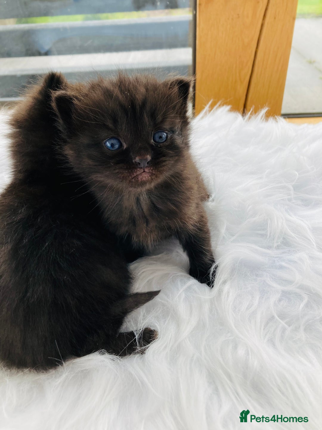 Mixed Breed cats for sale: British Long Hair X Kitten - Image 2