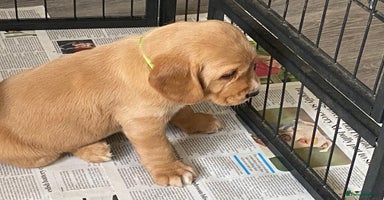 Cockerdor dogs - Advert 4