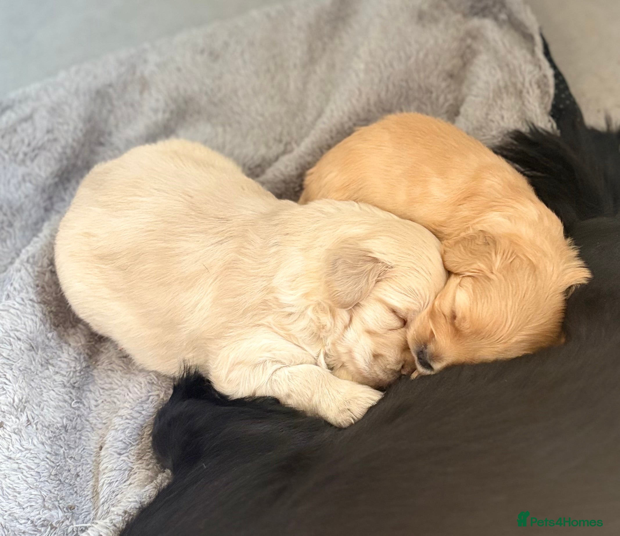 Mixed Breed dogs Cocker Spaniel X Pomeranian - Advert 8