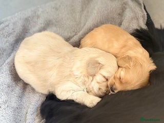 Mixed Breed dogs Cocker Spaniel X Pomeranian - Advert 1