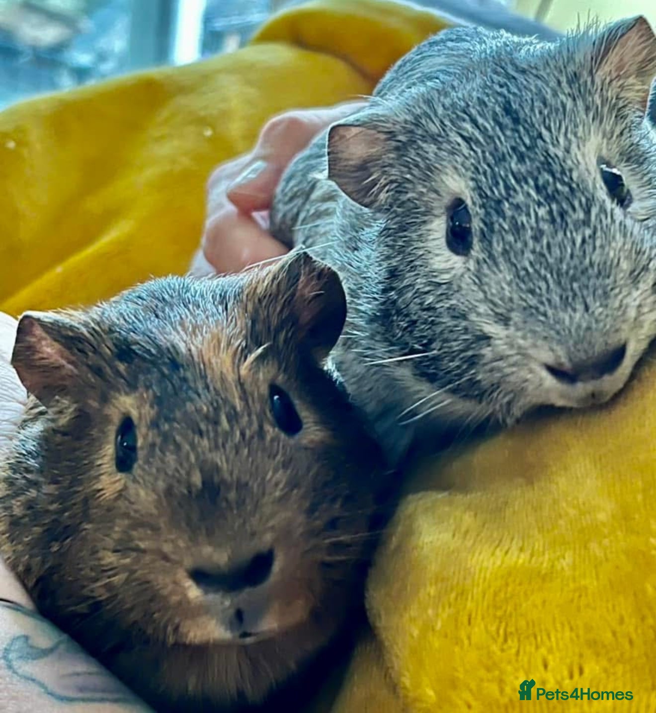 Guinea Pig rodents 2 x Male Guinea Pigs  - Advert 21