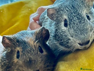 Guinea Pig rodents 2 x Male Guinea Pigs - Advert 1