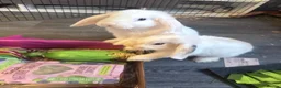 Mini Lop rabbits for sale: 2 Male BONDED Mini Lop Rabbits in Manchester - Advert 3