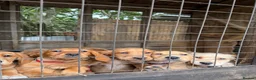Cockerdor dogs for sale: Ready to go, Friendly Cockerdor pups 🤎 - Advert 6