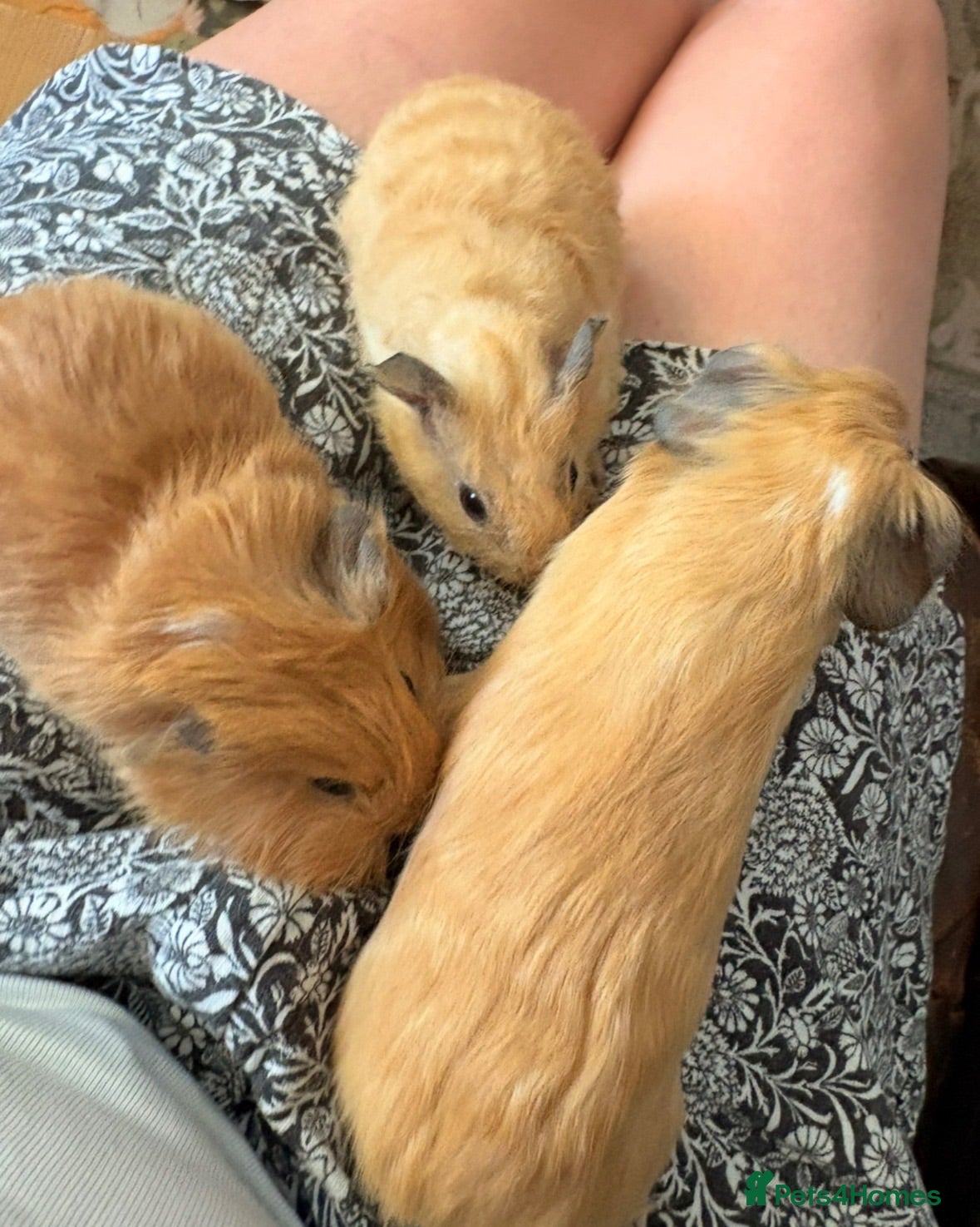 Guinea Pig rodents Beautiful baby guinea pigs for new homes.  - Advert 5