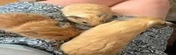 Guinea Pig rodents for sale: Beautiful baby guinea pigs for new homes.  - Advert 1