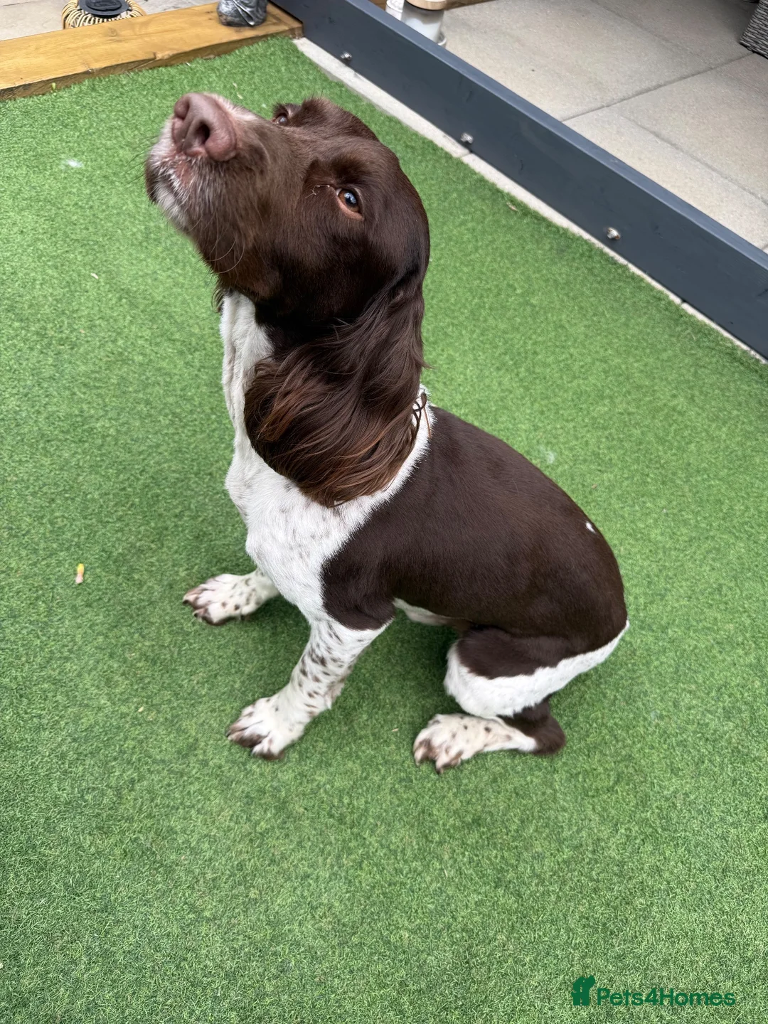 English Springer Spaniel dogs for sale: OUR GORGEOUS BOY DEXTER LOOKING FOR A SPECIAL HOME - Advert 4