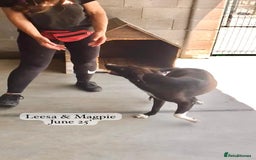 Mixed Breed dogs for adoption: Magpie- beautiful 1 year old- Reserved stc. in Brixham - Image 5