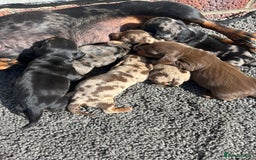 Dachshund dogs for sale: Dachshund puppies for sale - Image 1