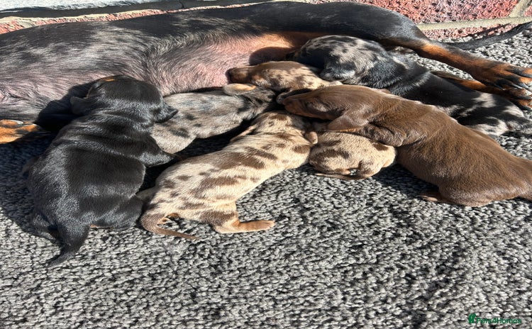Dachshund dogs - Advert 4