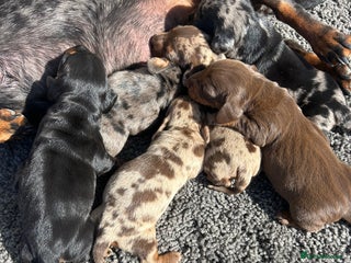 Dachshund dogs - Advert 5