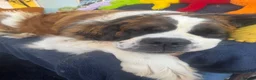 Saint Bernard dogs for sale: Saint Bernard female 3 years old  in Cheltenham - Advert 3