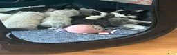 Mixed Breed cats for sale: Female kitten  - Advert 2